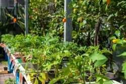 Tomatenpflanzen Gaertnerei Nothhelfer Speyer 8